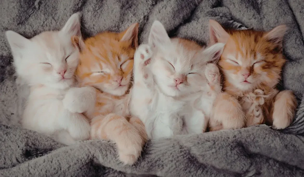 Rêver d’un chaton signification, symboles et messages cachés du rêve