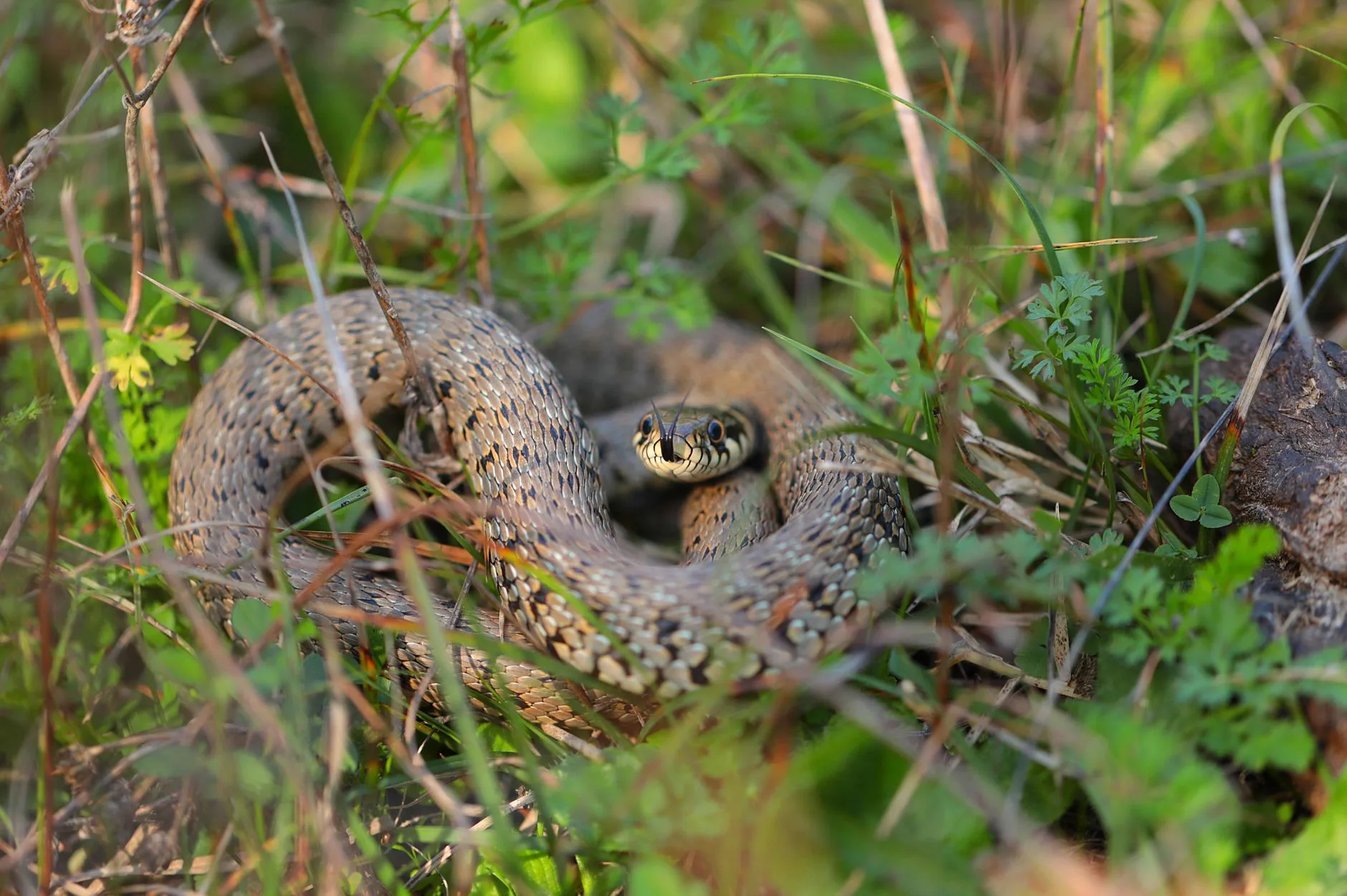 Rêver de serpent : ce que révèle vraiment le contexte du rêve